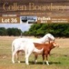 LOT 36 1+1X MEATMASTER STUD EWE - AANGETEKEN - COLLEN BOERDERY