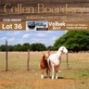 LOT 36 1+1X MEATMASTER STUD EWE - AANGETEKEN - COLLEN BOERDERY - 2