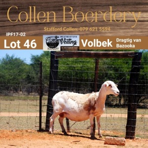 LOT 46 1X MEATMASTER STUD EWE - - COLLEN BOERDERY