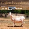LOT 46 1X MEATMASTER STUD EWE - - COLLEN BOERDERY - 2
