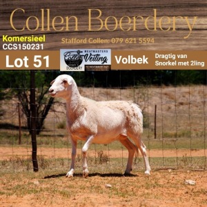 LOT 51 1X MEATMASTER COMMERCIAL EWE - - COLLEN BOERDERY