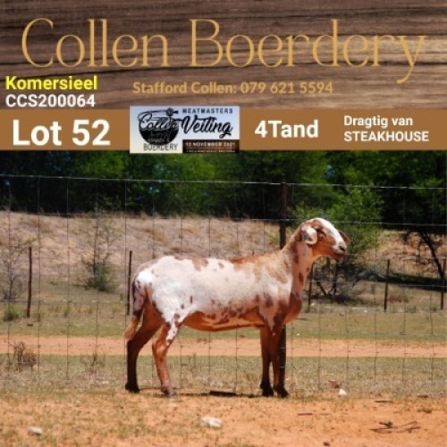 LOT 52 1X MEATMASTER COMMERCIAL EWE - - COLLEN BOERDERY