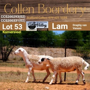 LOT 53 2X MEATMASTER COMMERCIAL EWE - (Per Piece to take the lot) - COLLEN BOERDERY