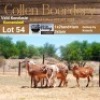 LOT 54 4X MEATMASTER COMMERCIAL EWE - (Per Piece to take the lot) - COLLEN BOERDERY - 2