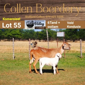 LOT 55 1+1X MEATMASTER COMMERCIAL EWE - - COLLEN BOERDERY