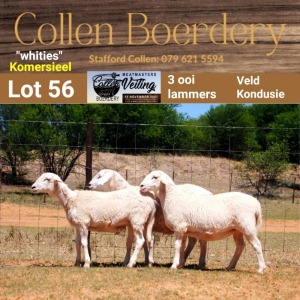 LOT 56 3X COMMERCIAL EWE COMMERCIAL EWE - (Per Piece to take the lot) - COLLEN BOERDERY