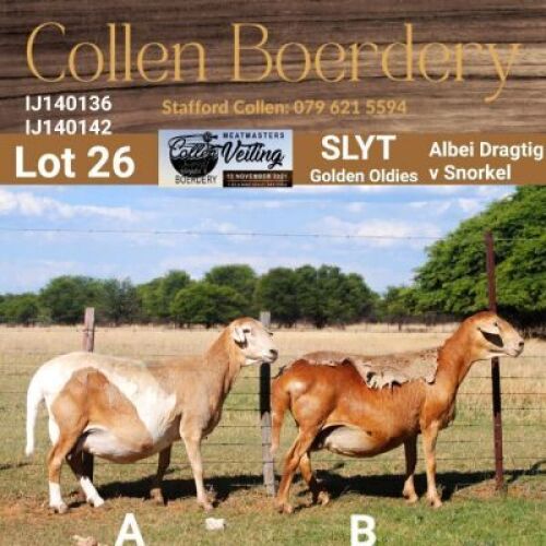LOT 26A 1X MEATMASTER STUD EWE - AANGETEKEN - COLLEN BOERDERY