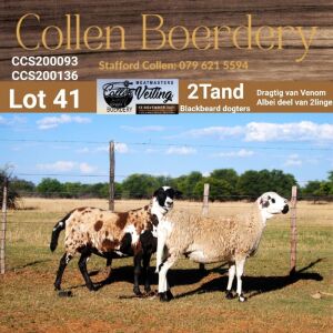 LOT 41A 1X MEATMASTER STUD EWE - AANGETEKEN - COLLEN BOERDERY