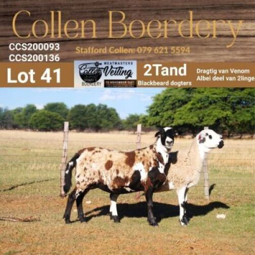 LOT 41B 1X MEATMASTER STUD EWE - AANGETEKEN - COLLEN BOERDERY