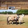 LOT 41B 1X MEATMASTER STUD EWE - AANGETEKEN - COLLEN BOERDERY