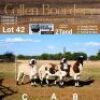 LOT 42A 1X MEATMASTER STUD EWE - AANGETEKEN - COLLEN BOERDERY