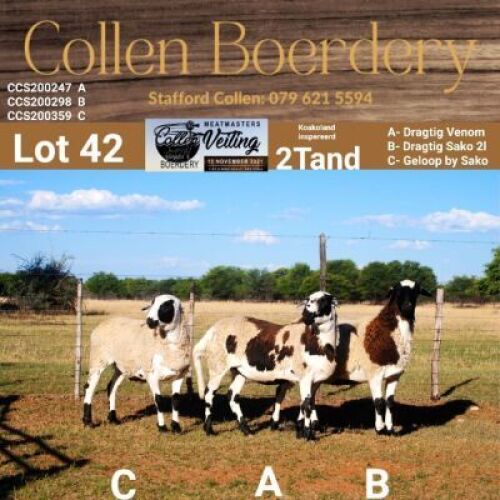 LOT 42C 1X MEATMASTER STUD EWE - AANGETEKEN - COLLEN BOERDERY