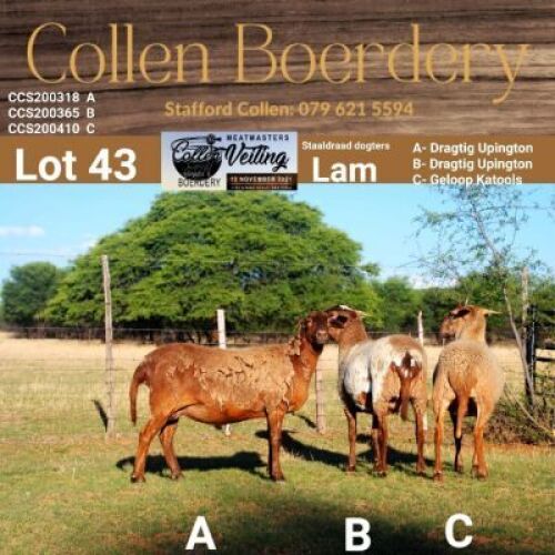 LOT 43C 1X MEATMASTER STUD EWE - AANGETEKEN - COLLEN BOERDERY