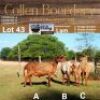LOT 43B 1X MEATMASTER STUD EWE - AANGETEKEN - COLLEN BOERDERY