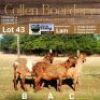 LOT 43B 1X MEATMASTER STUD EWE - AANGETEKEN - COLLEN BOERDERY - 2