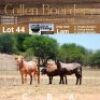 LOT 44A 1X MEATMASTER STUD EWE - AANGETEKEN - COLLEN BOERDERY - 2