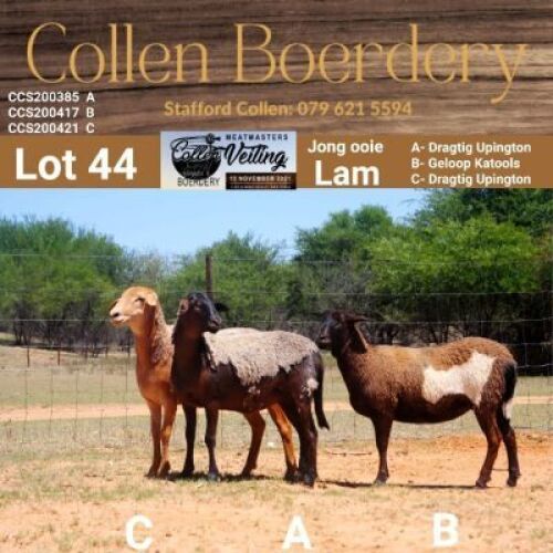 LOT 44C 1X MEATMASTER STUD EWE - AANGETEKEN - COLLEN BOERDERY