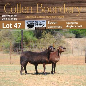 LOT 47A 1X MEATMASTER STUD EWE - AANGETEKEN - COLLEN BOERDERY