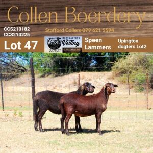 LOT 47B 1X MEATMASTER STUD EWE - AANGETEKEN - COLLEN BOERDERY