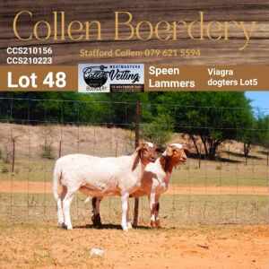 LOT 48A 1X MEATMASTER STUD EWE - AANGETEKEN - COLLEN BOERDERY