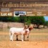 LOT 48B 1X MEATMASTER STUD EWE - AANGETEKEN - COLLEN BOERDERY