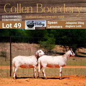 LOT 49A 1X MEATMASTER STUD EWE - AANGETEKEN - COLLEN BOERDERY