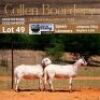 LOT 49A 1X MEATMASTER STUD EWE - AANGETEKEN - COLLEN BOERDERY