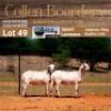 LOT 49A 1X MEATMASTER STUD EWE - AANGETEKEN - COLLEN BOERDERY - 2