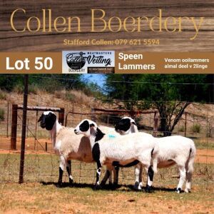 LOT 50A 1X MEATMASTER STUD EWE - - COLLEN BOERDERY