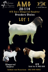 LOT 1 1X BOER GOAT BUCK SALMON VAN HUYSSTEEN BOER GOAT STUD