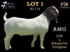 LOT 1 1X BOER GOAT BUCK SALMON VAN HUYSSTEEN BOER GOAT STUD - 2