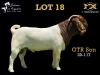 LOT 18 1X BOER GOAT BUCK SALMON VAN HUYSSTEEN BOER GOAT STUD