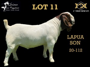 LOT 11 1X BOER GOAT BUCK SALMON VAN HUYSSTEEN BOER GOAT STUD