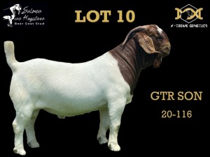 LOT 10 1X BOER GOAT BUCK SALMON VAN HUYSSTEEN BOER GOAT STUD