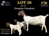 LOT 26 1+3X BOER GOAT DOE WITH LAMB SALMON VAN HUYSSTEEN BOER GOAT STUD - 2