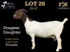 LOT 26 1+3X BOER GOAT DOE WITH LAMB SALMON VAN HUYSSTEEN BOER GOAT STUD - 3