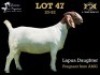 47 1X BOER GOAT DOE SALMON VAN HUYSSTEEN BOER GOAT STUD