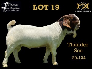 LOT 19 1X BOER GOAT BUCK SALMON VAN HUYSSTEEN BOER GOAT STUD