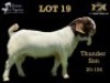 LOT 19 1X BOER GOAT BUCK SALMON VAN HUYSSTEEN BOER GOAT STUD
