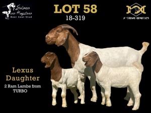 58 1+2X BOER GOAT DOE WITH LAMB SALMON VAN HUYSSTEEN BOER GOAT STUD