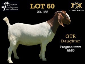 60 1X BOER GOAT SALMON VAN HUYSSTEEN BOER GOAT STUD