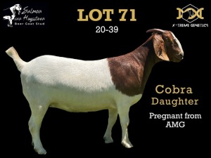 71 1X BOER GOAT DOE SALMON VAN HUYSSTEEN BOER GOAT STUD