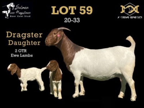 59 1+2X BOER GOAT DOE WITH LAMB SALMON VAN HUYSSTEEN BOER GOAT STUD