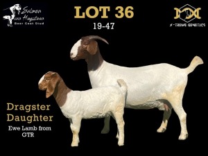 36 1+1X BOER GOAT DOE WITH LAMB SALMON VAN HUYSSTEEN BOER GOAT STUD