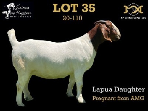 35 1X BOER GOAT DOE SALMON VAN HUYSSTEEN BOER GOAT STUD