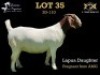 35 1X BOER GOAT DOE SALMON VAN HUYSSTEEN BOER GOAT STUD