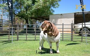 LOT 7 1X BOER GOAT BUCK - FLOCK "C" - JOUBERT HORN BOER GOAT STUD