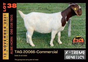 LOT 38 1X BOER GOAT DOE - COMMERCIAL - ALBIAN STUD