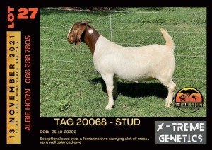 LOT 27 1X BOER GOAT DOE STUD ALBIAN STUD