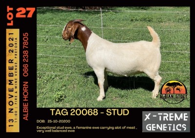 LOT 27 1X BOER GOAT DOE STUD ALBIAN STUD